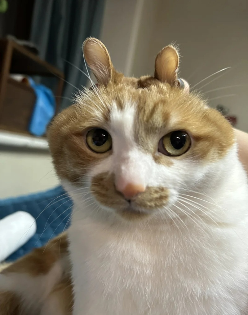 ảnh mèo bựa cute 12