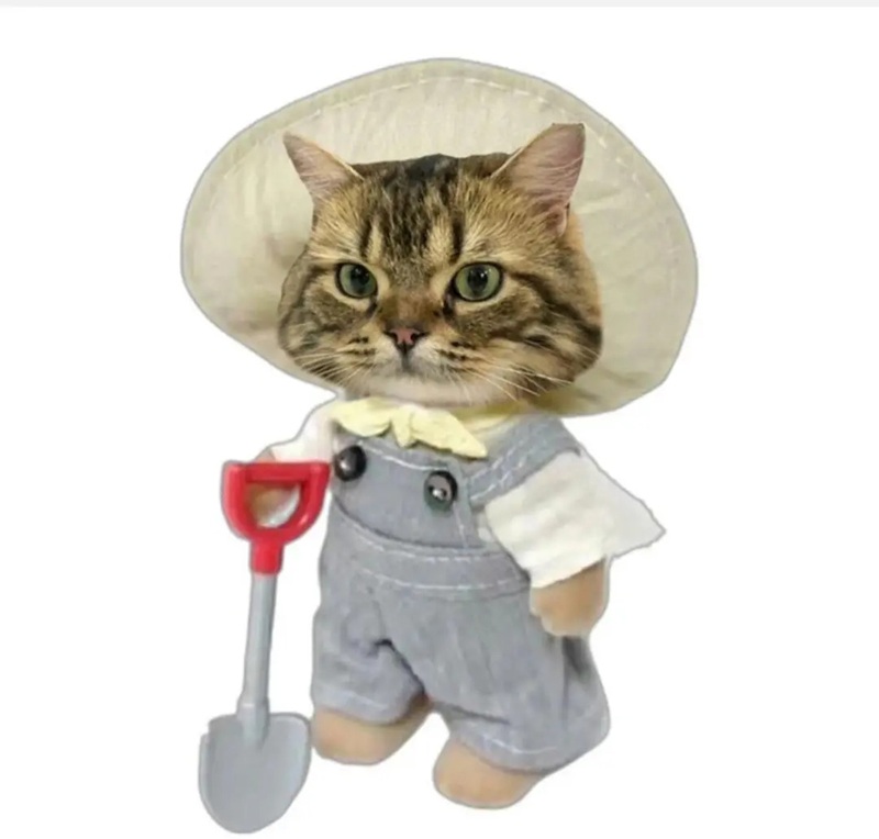ảnh mèo bựa cute 17