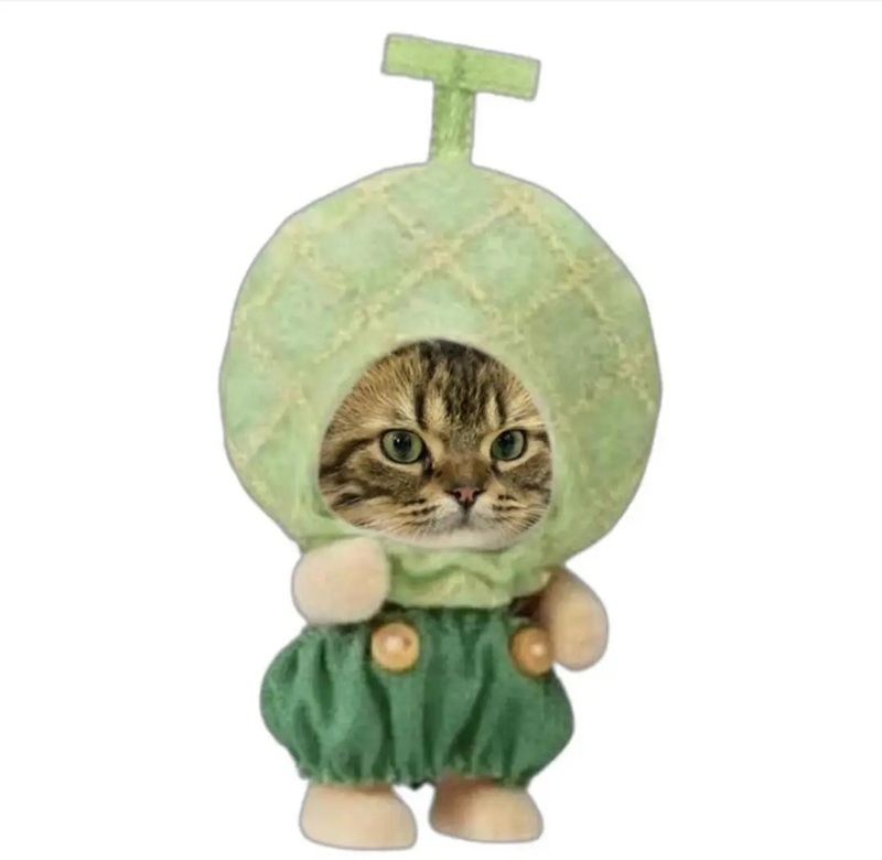 ảnh mèo bựa cute 18