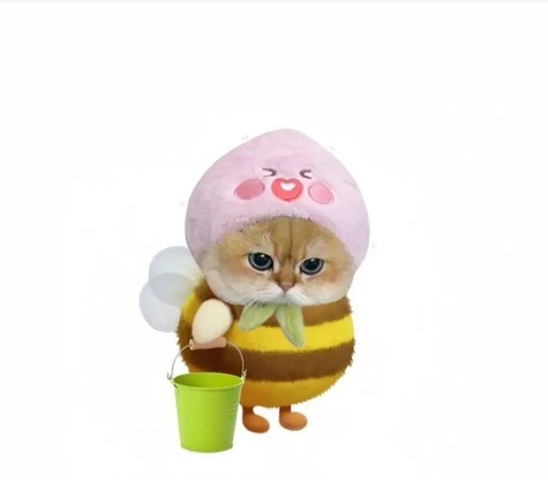 ảnh mèo bựa cute 19