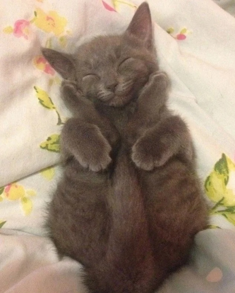 ảnh mèo bựa cute 2