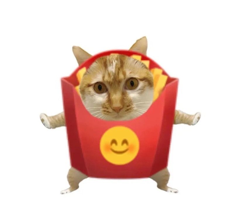 ảnh mèo bựa cute 21