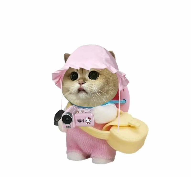 ảnh mèo bựa cute 23