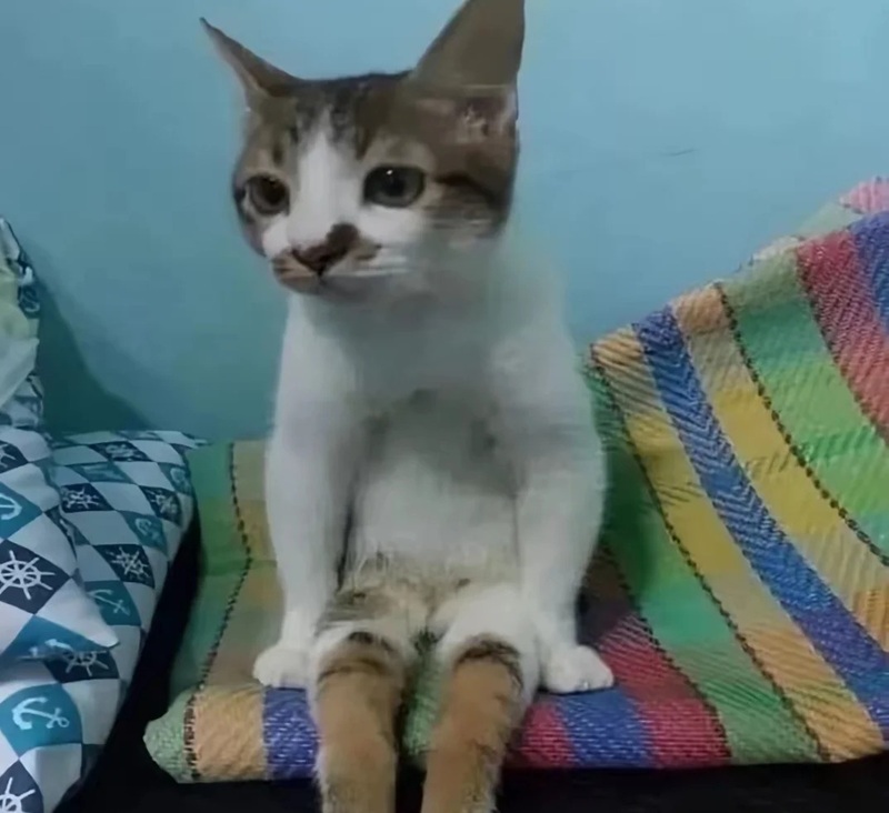 ảnh mèo bựa cute 27