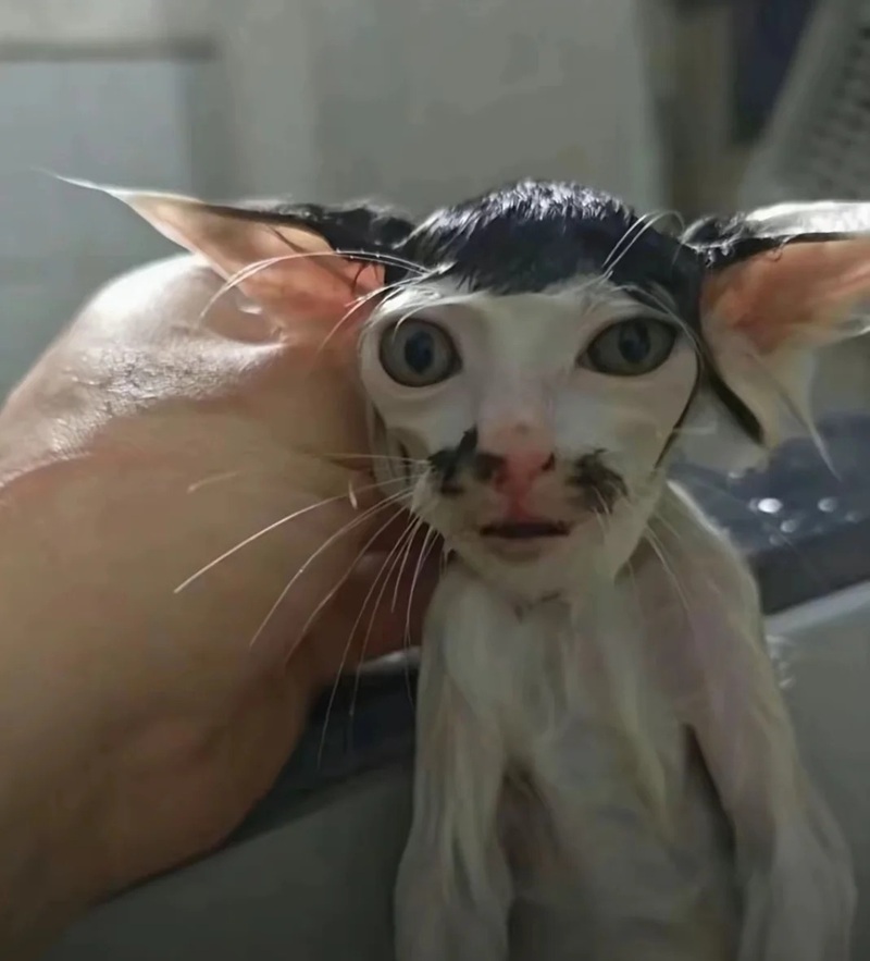 ảnh mèo bựa cute 29