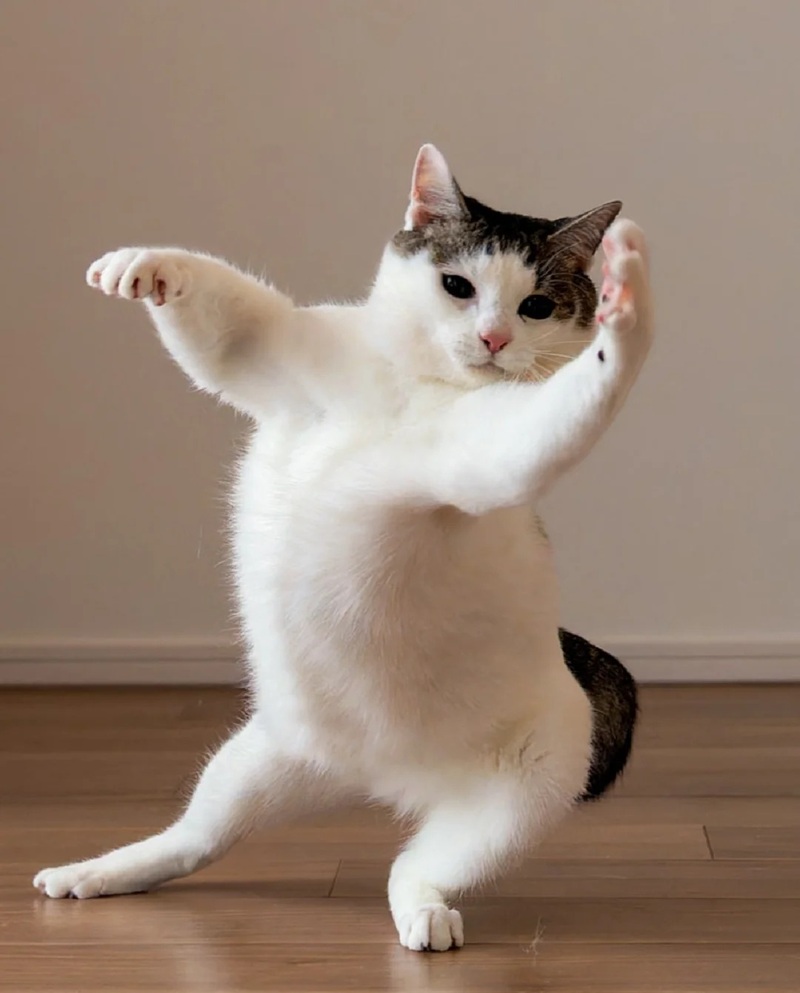 ảnh mèo bựa cute 3