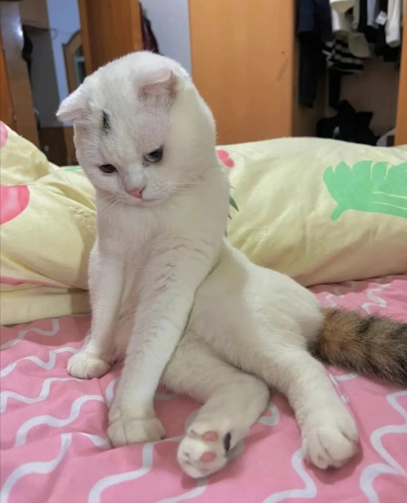 ảnh mèo bựa cute 32