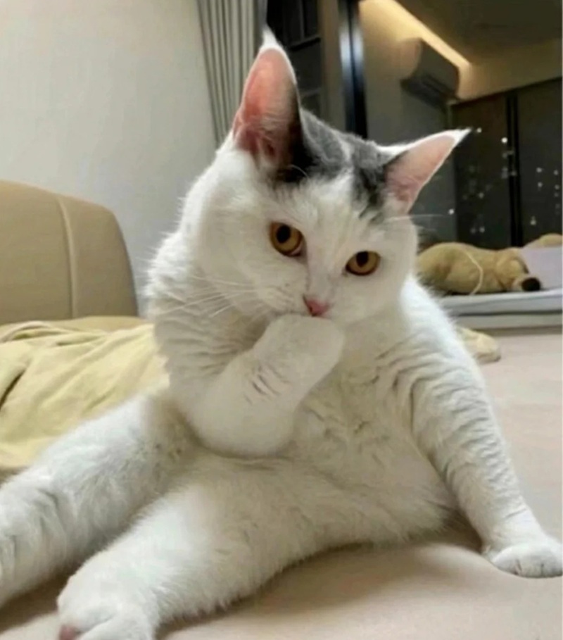 ảnh mèo bựa cute 33