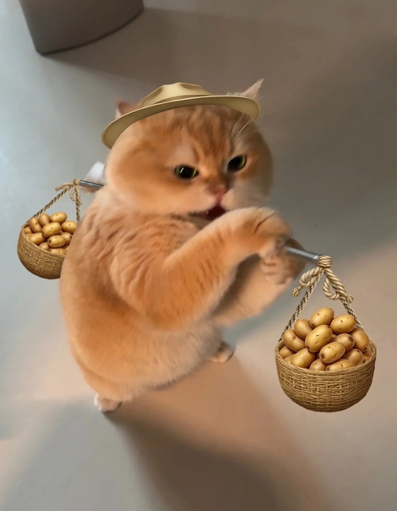 ảnh mèo bựa cute 34