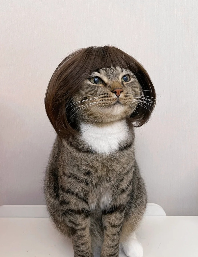 ảnh mèo bựa cute 6