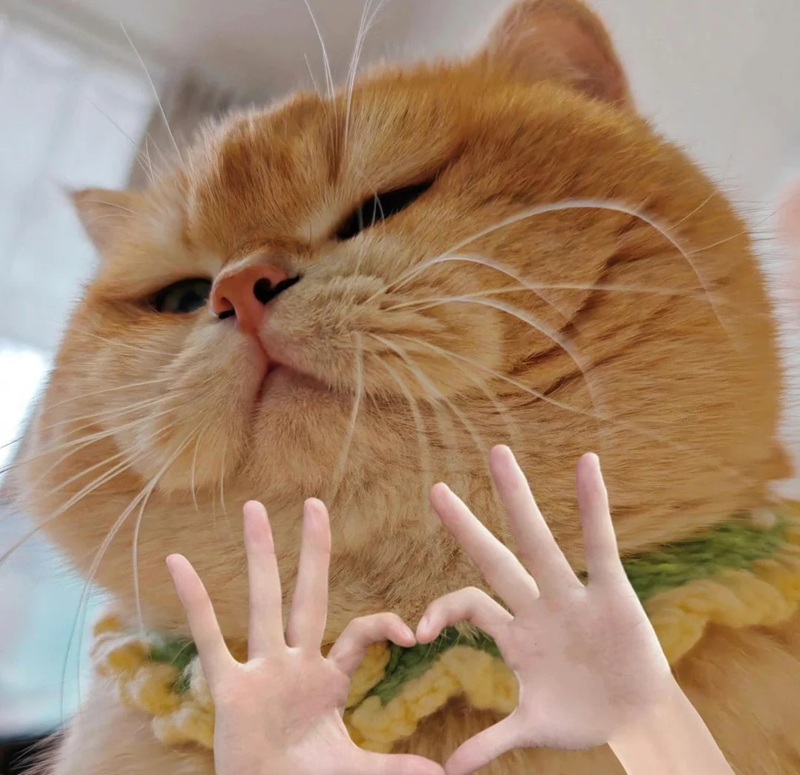 ảnh mèo bựa cute 7