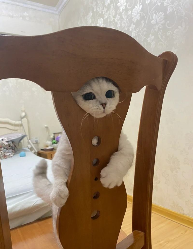 ảnh mèo bựa cute 9