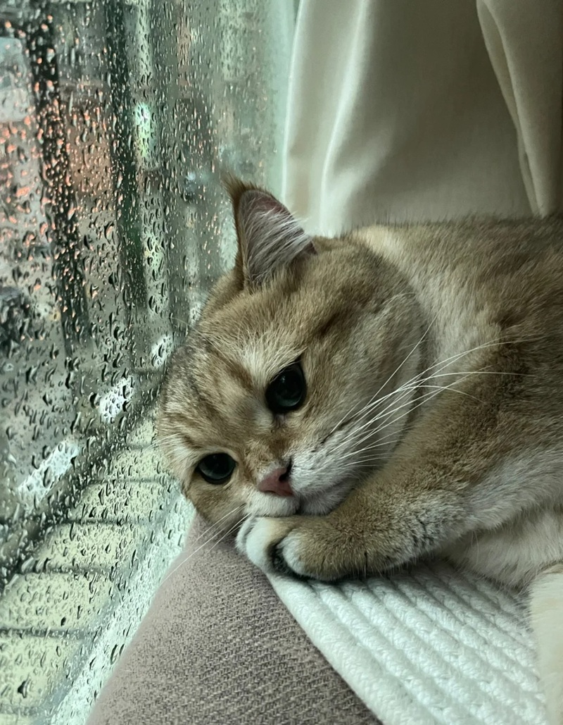ảnh mèo cute buồn 1