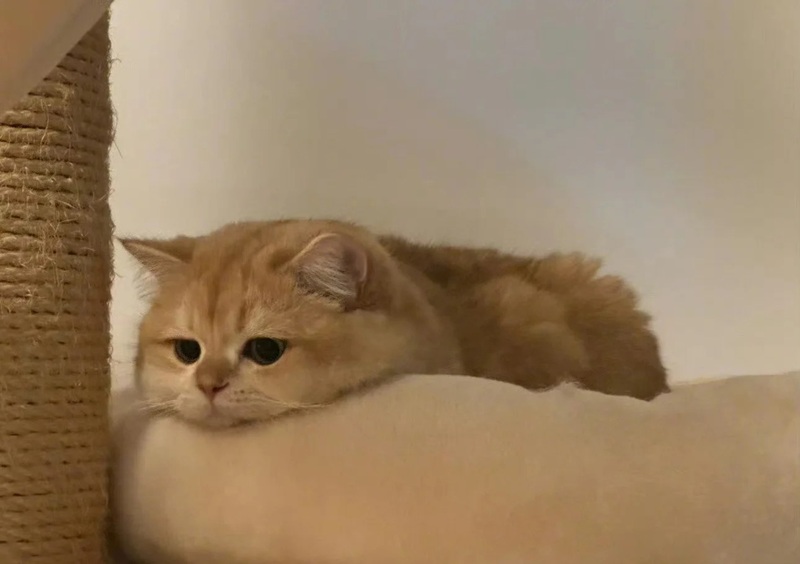 ảnh mèo cute buồn 12