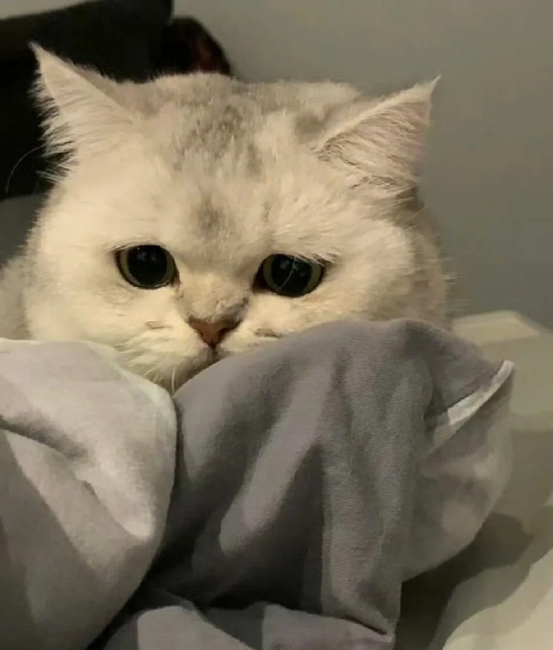 ảnh mèo cute buồn 13