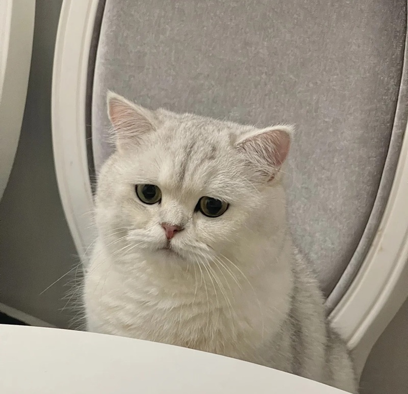 ảnh mèo cute buồn 14
