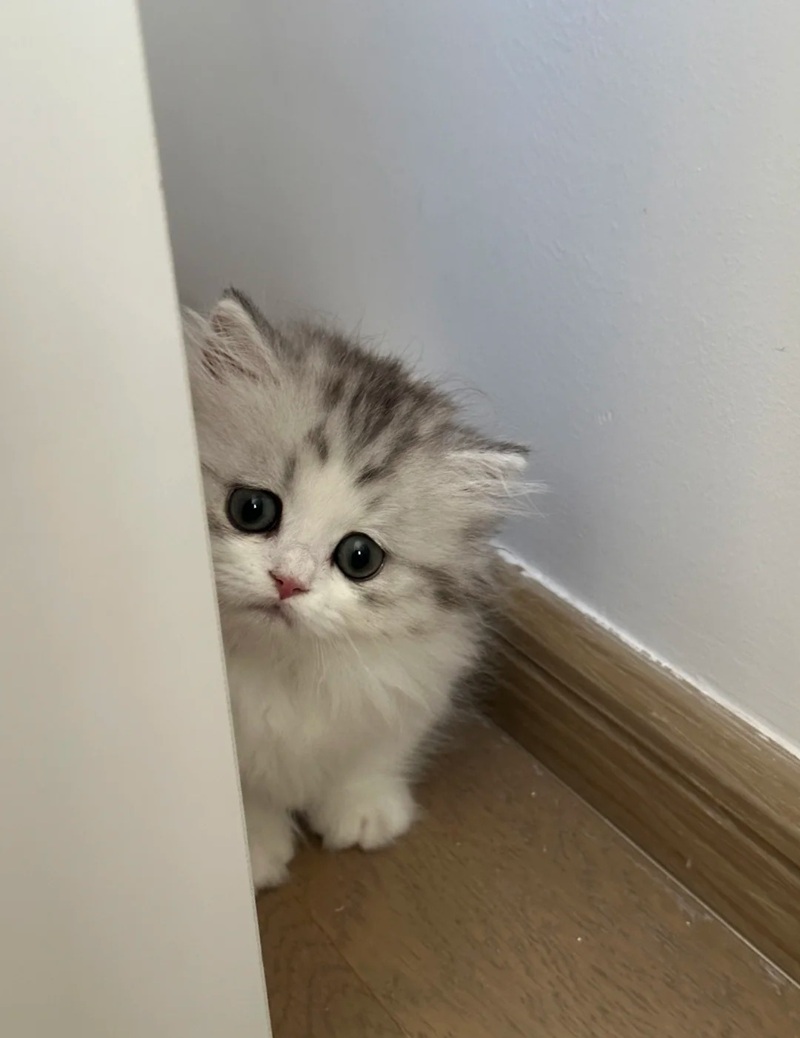 ảnh mèo cute buồn 15