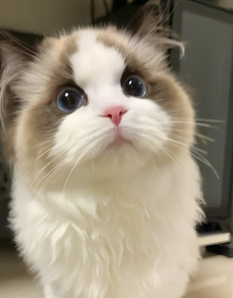 ảnh mèo cute buồn 16