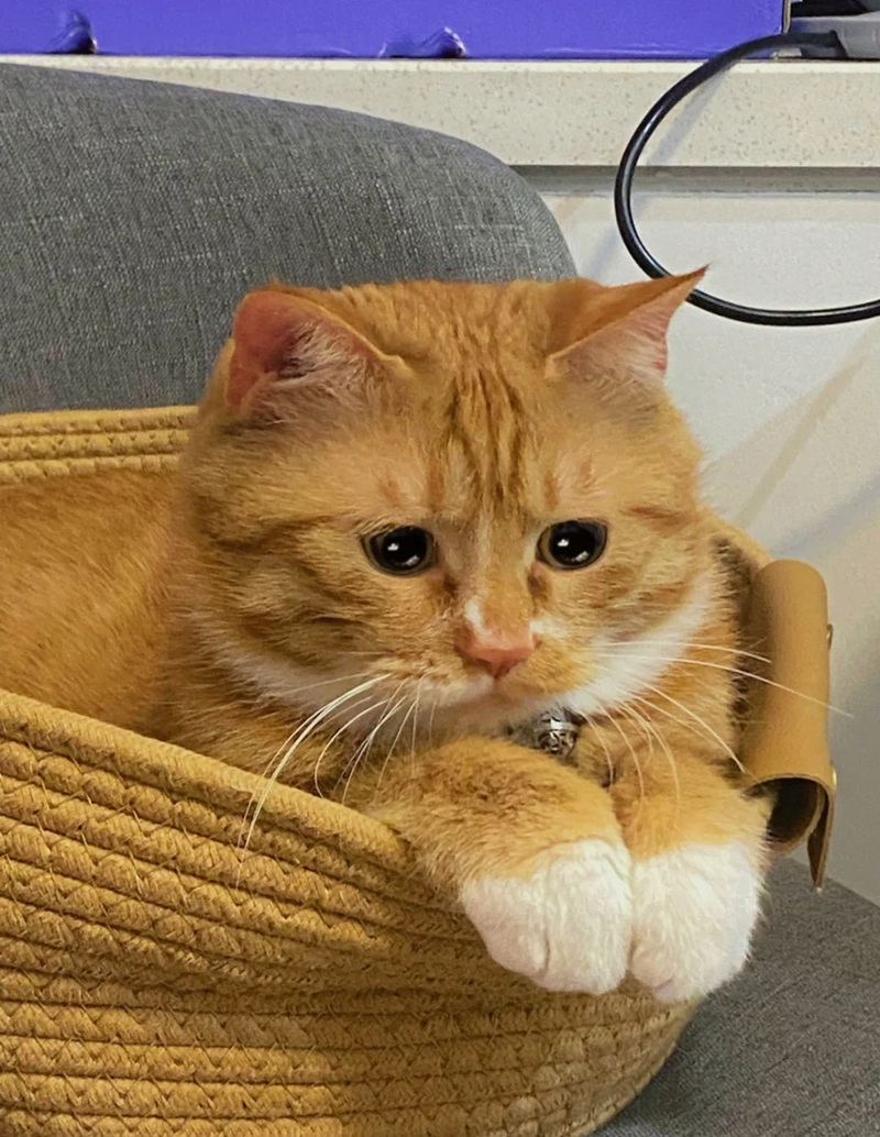 ảnh mèo cute buồn 17