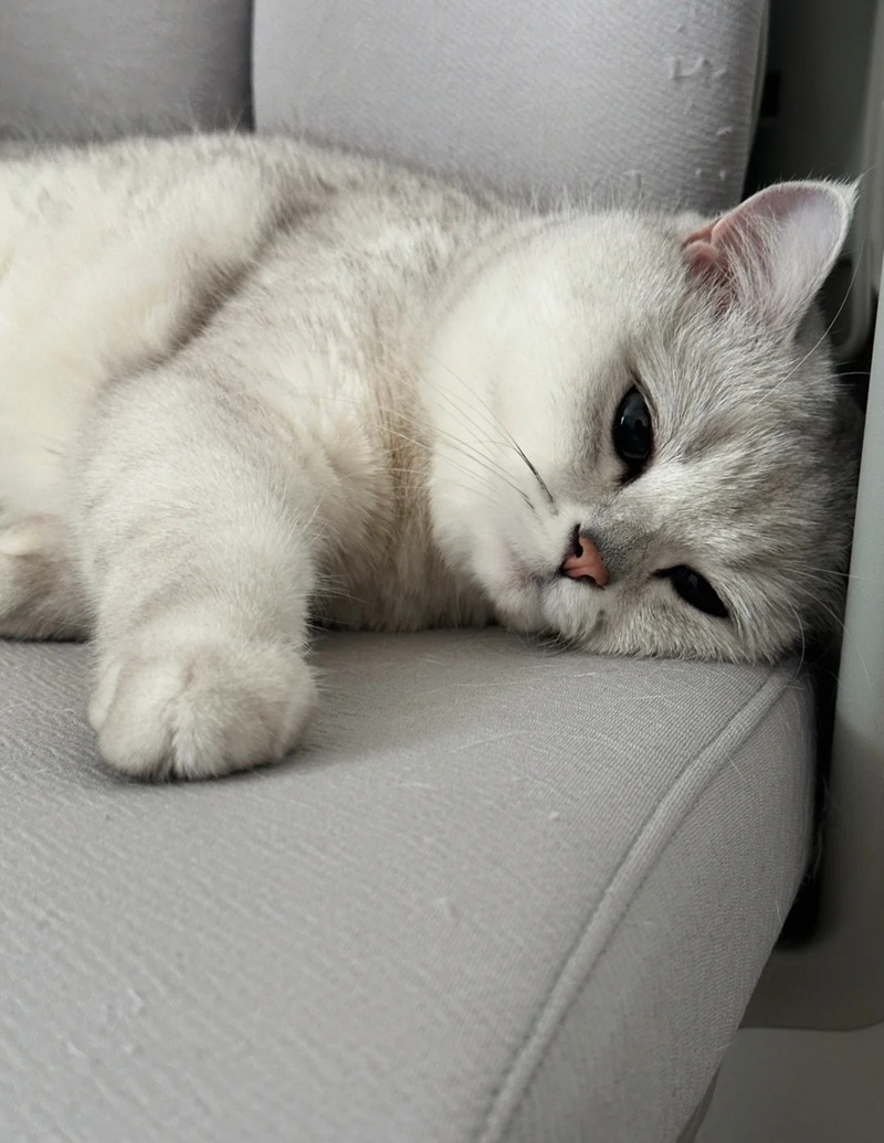 ảnh mèo cute buồn 18