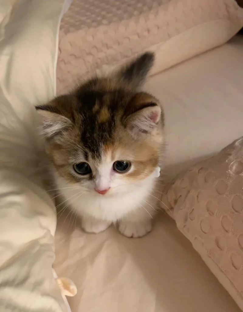 ảnh mèo cute buồn 2