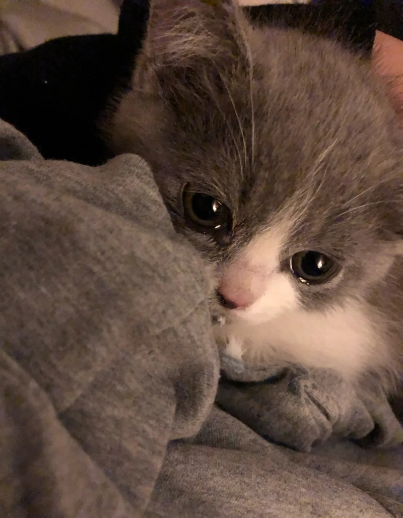 ảnh mèo cute buồn 20 