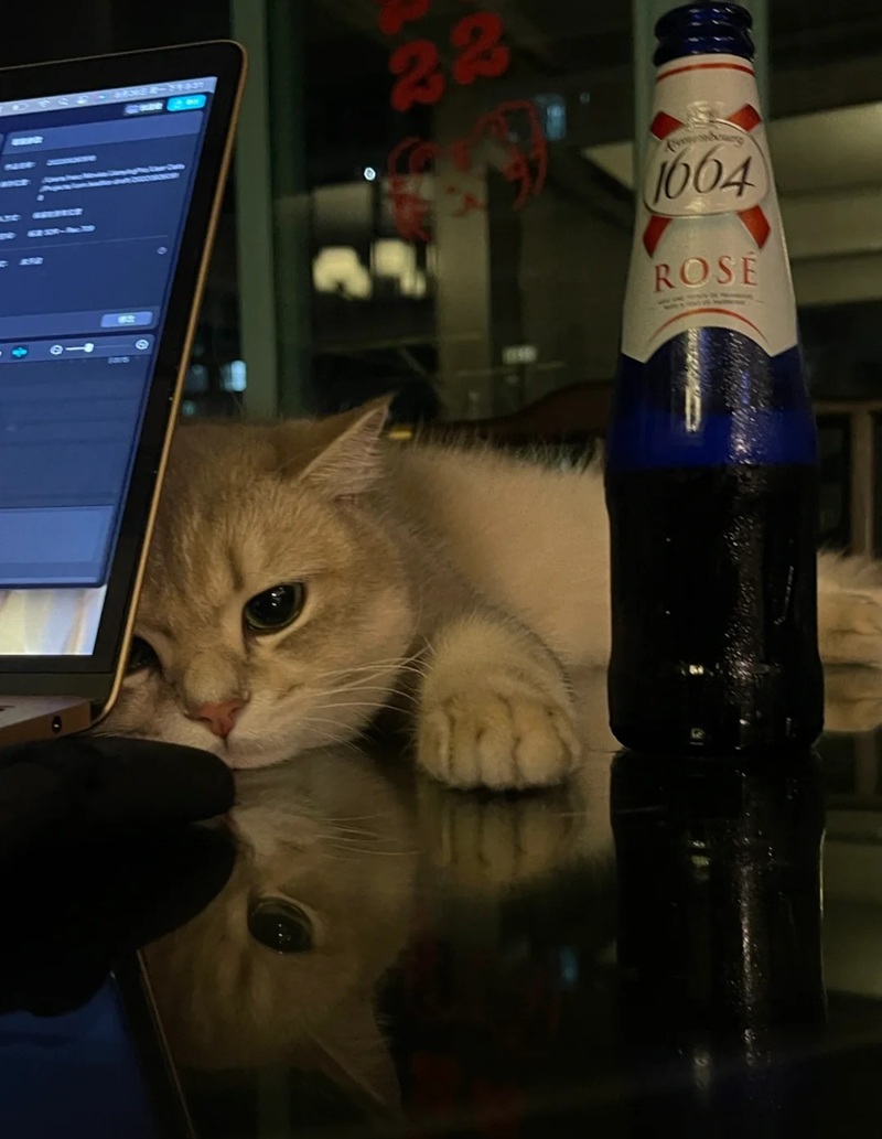 ảnh mèo cute buồn 21