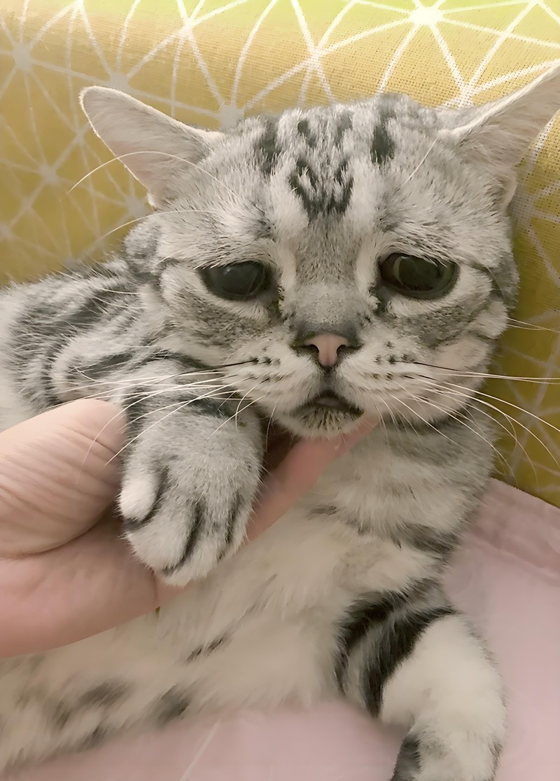 ảnh mèo cute buồn 28