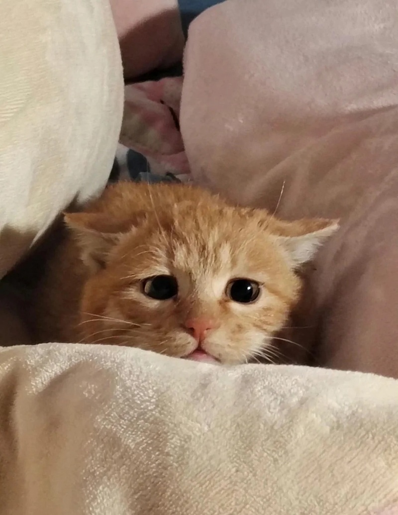 ảnh mèo cute buồn 3