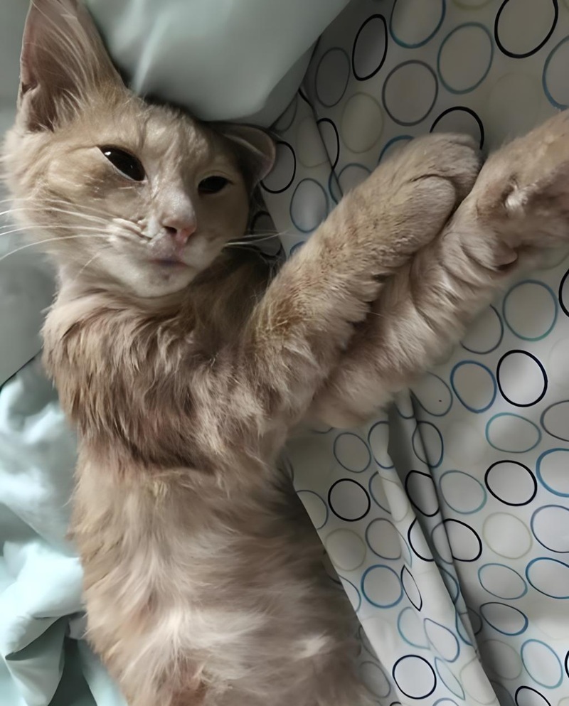 ảnh mèo cute buồn 30