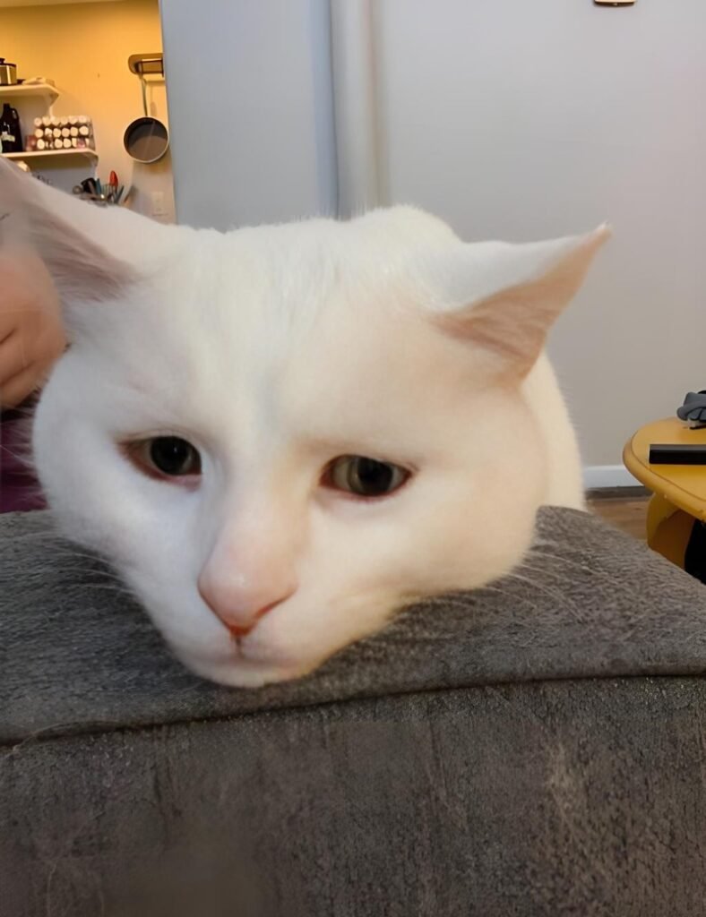 ảnh mèo cute buồn