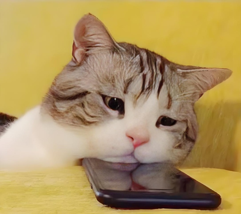 ảnh mèo cute buồn 38