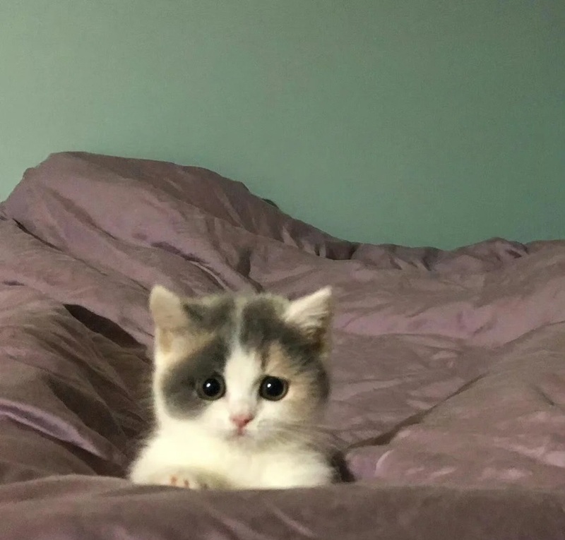 ảnh mèo cute buồn 4