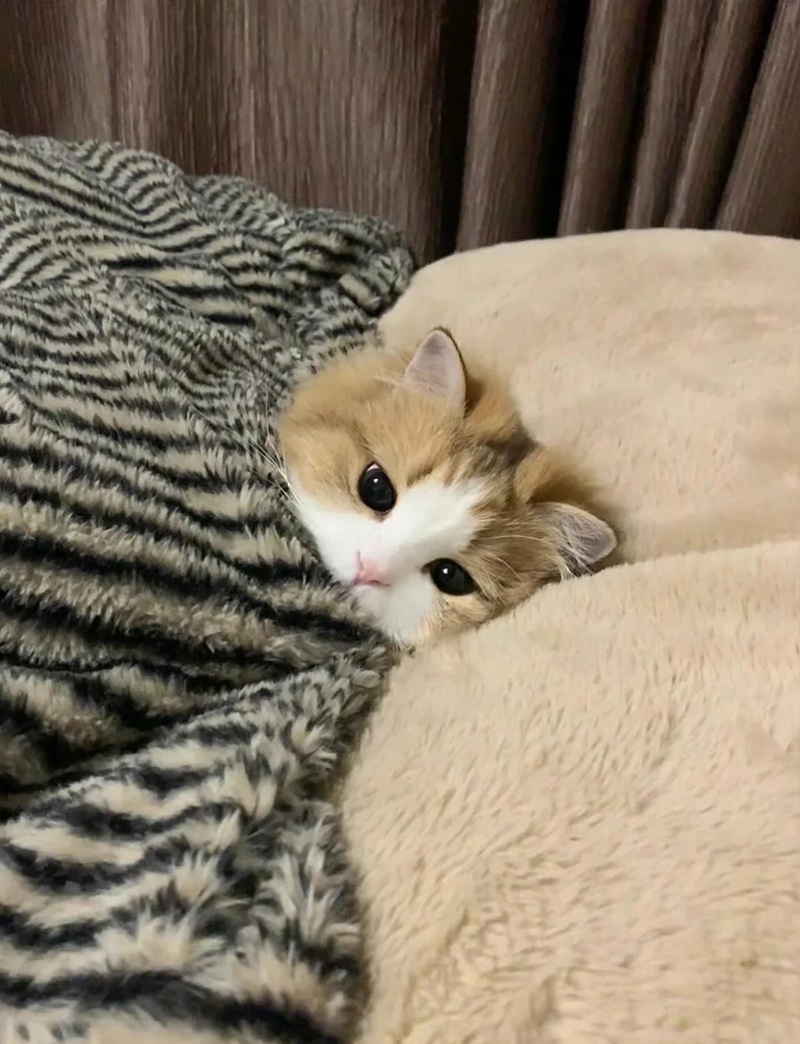 ảnh mèo cute buồn 5