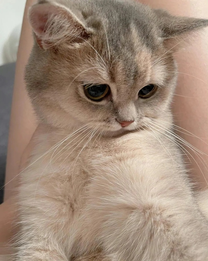 ảnh mèo cute buồn 6
