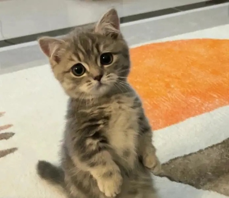 ảnh mèo cute buồn 8