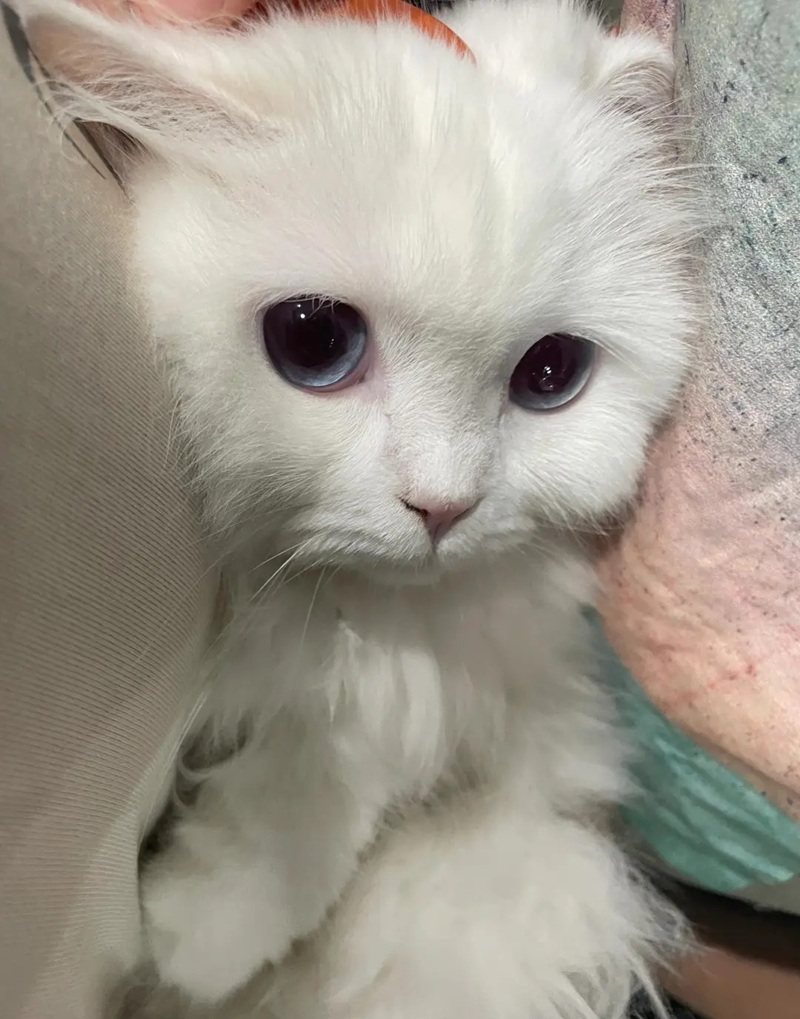 ảnh mèo cute buồn 9