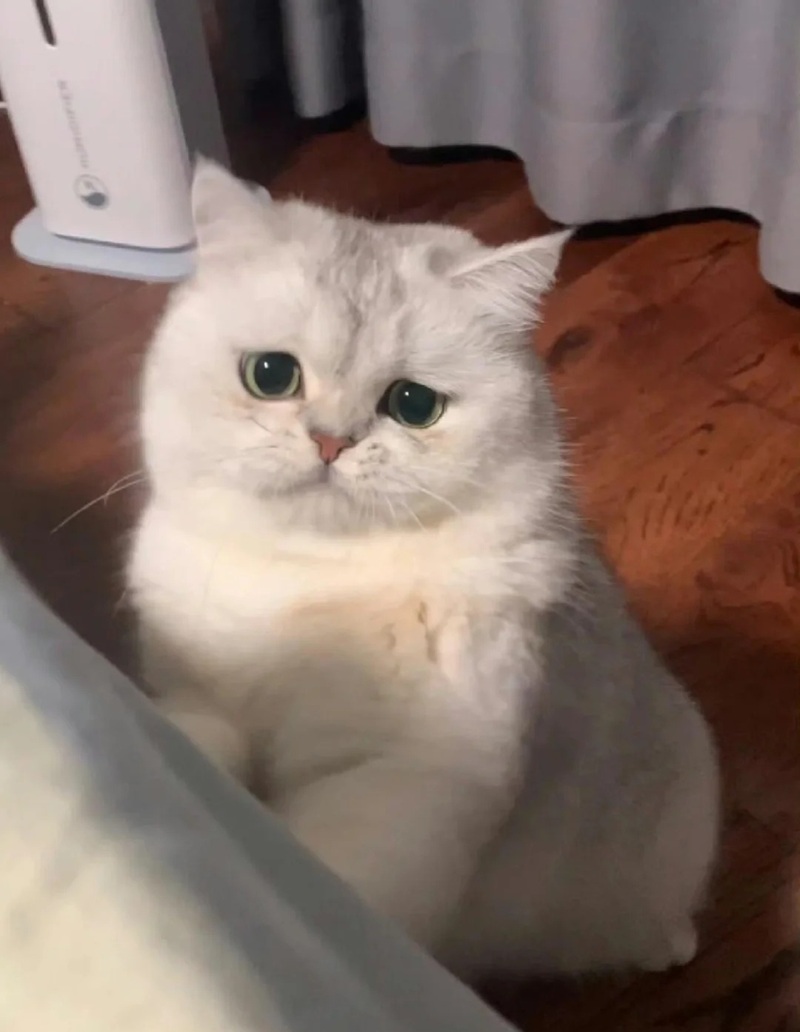 ảnh mèo cute buồn 