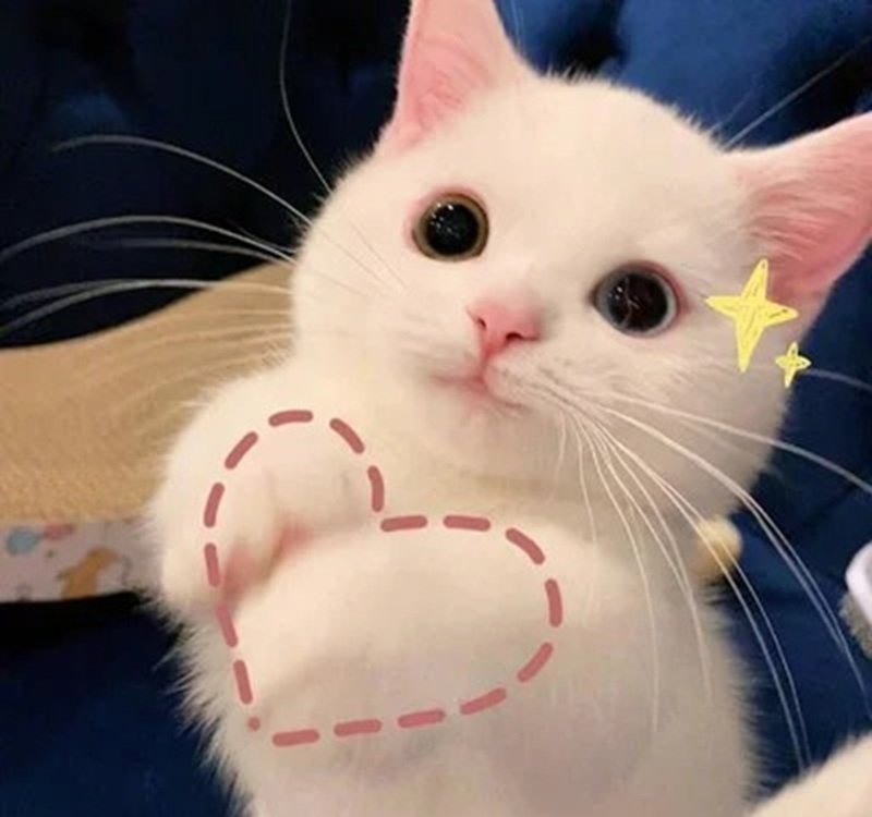 ảnh mèo cute có trái tim 1