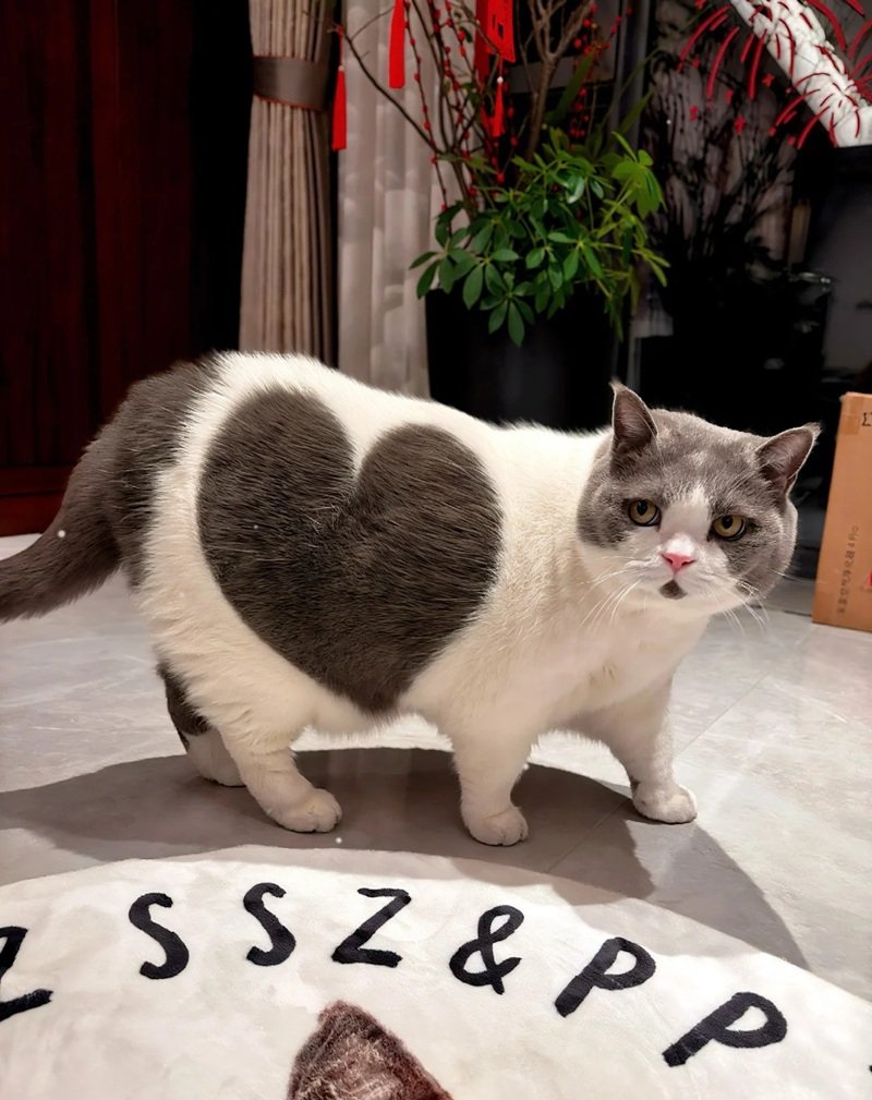 ảnh mèo cute có trái tim 10