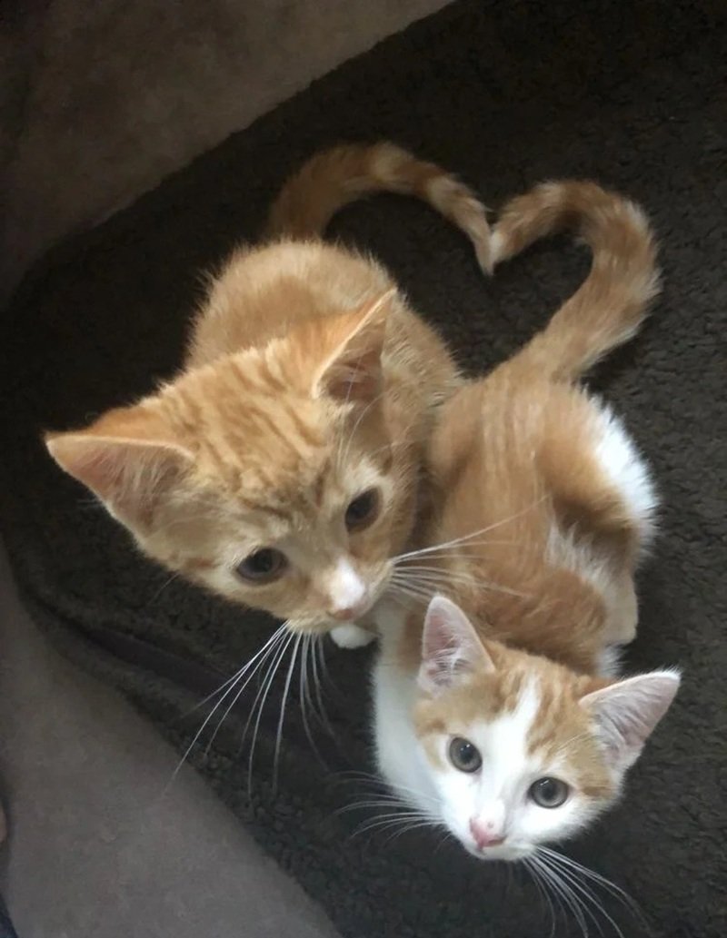 ảnh mèo cute có trái tim 12