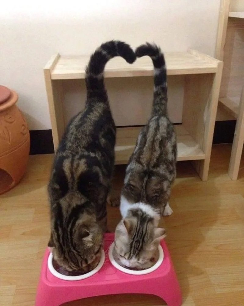 ảnh mèo cute có trái tim 13