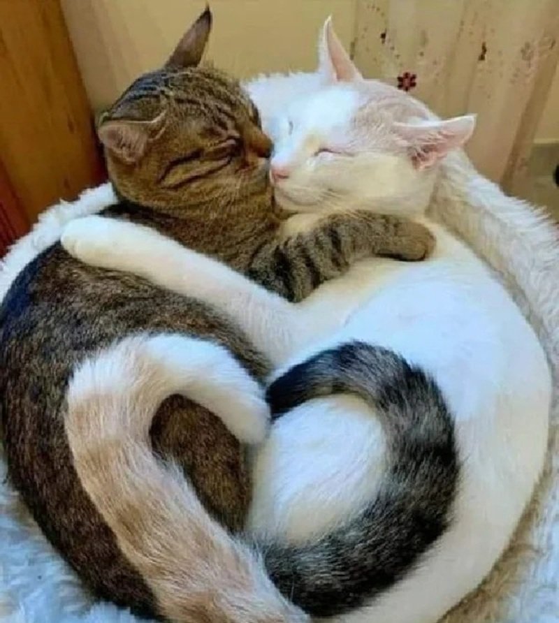 ảnh mèo cute có trái tim 15