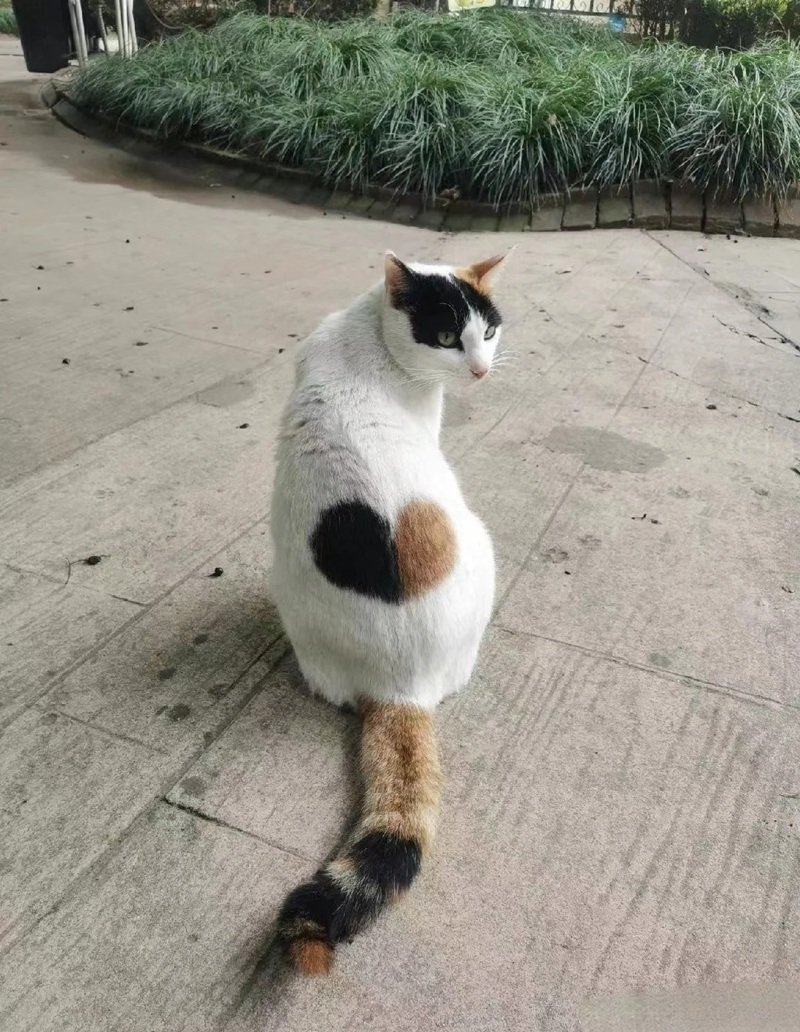 ảnh mèo cute có trái tim 17