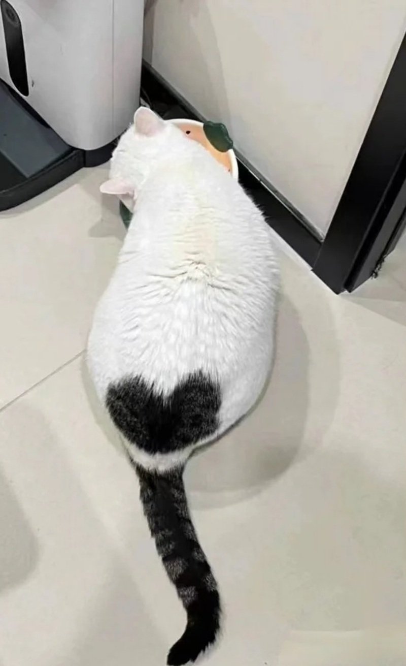 ảnh mèo cute có trái tim 18