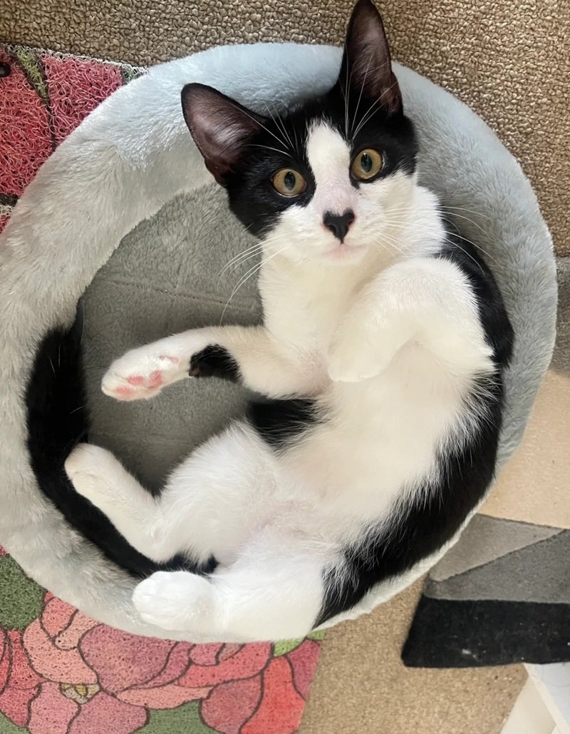 ảnh mèo cute có trái tim 19