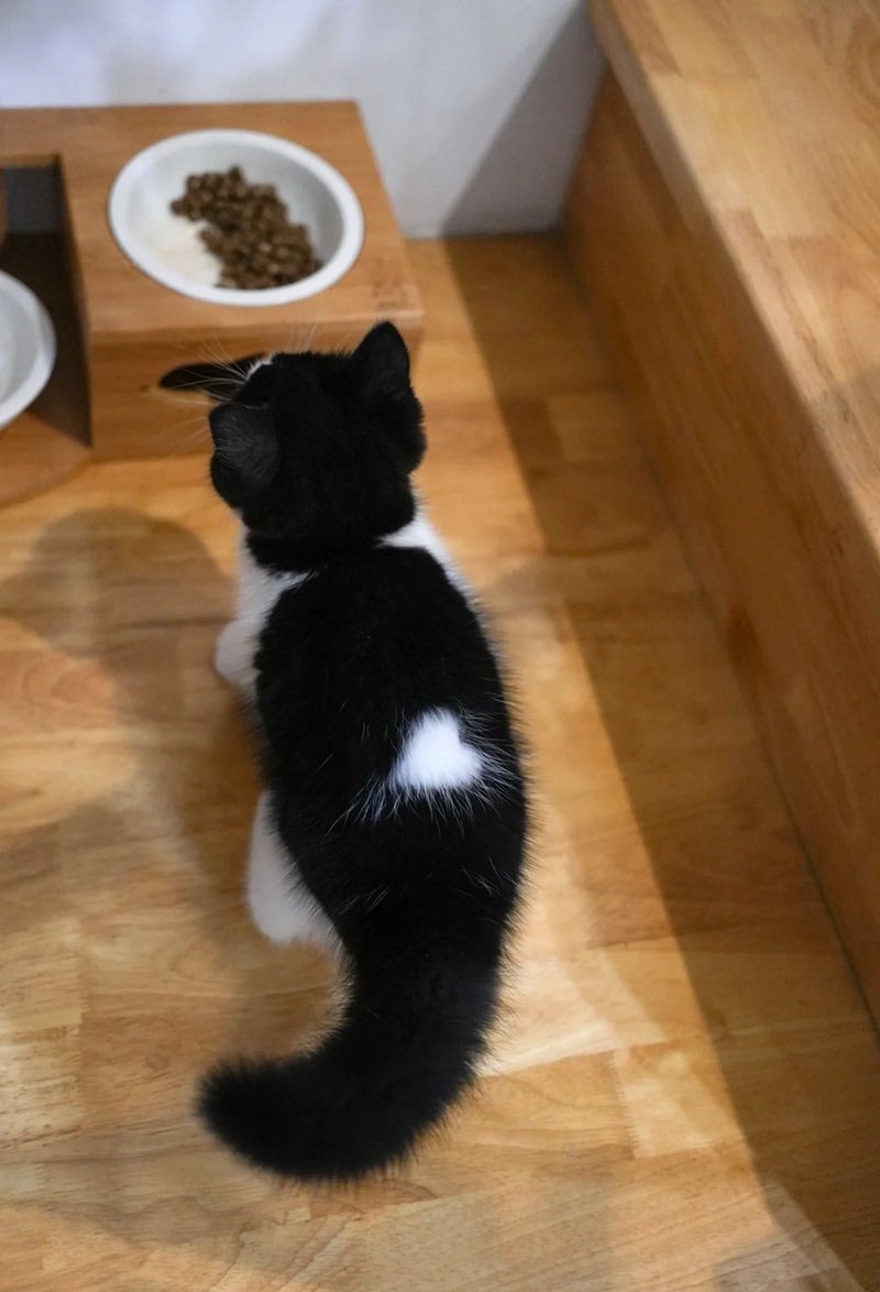 ảnh mèo cute có trái tim 20