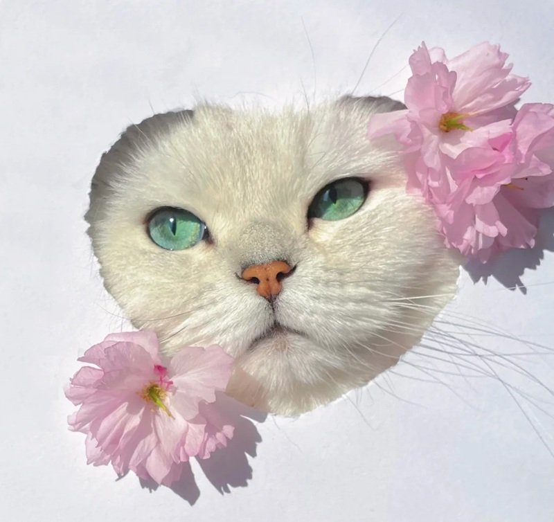 ảnh mèo cute có trái tim 23