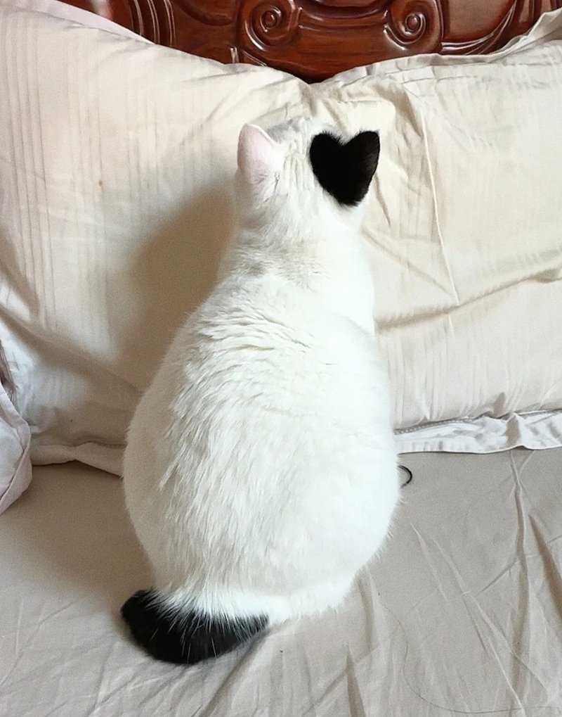 ảnh mèo cute có trái tim 25