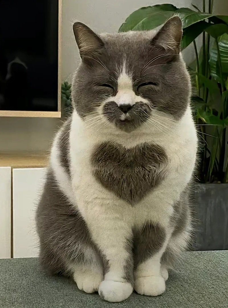 ảnh mèo cute có trái tim 7